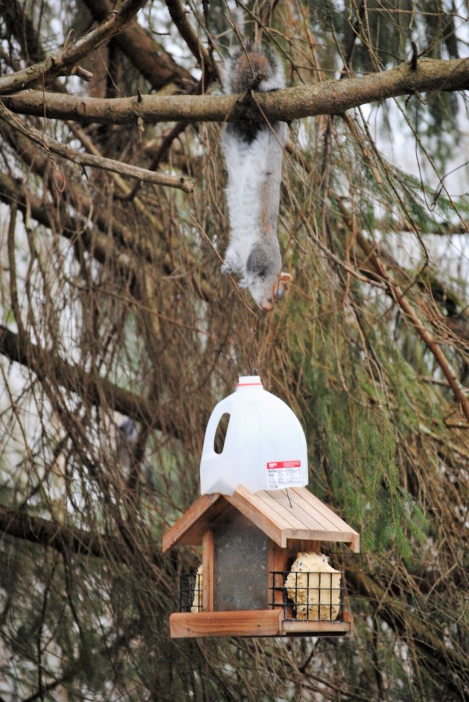 Dairy Dilemma Recycled milk jug foils squirrels’ feedergreed Herald